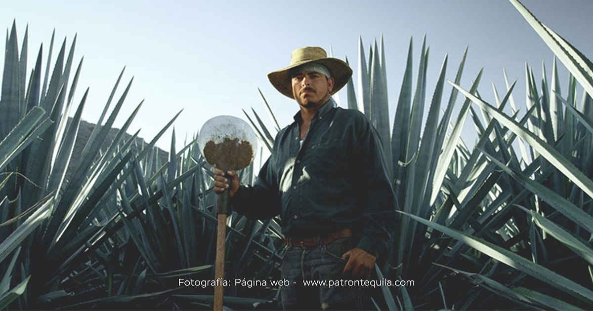 El nuevo tequila Patrón El Alto nos muestra el sabor y el saber que vienen con la edad