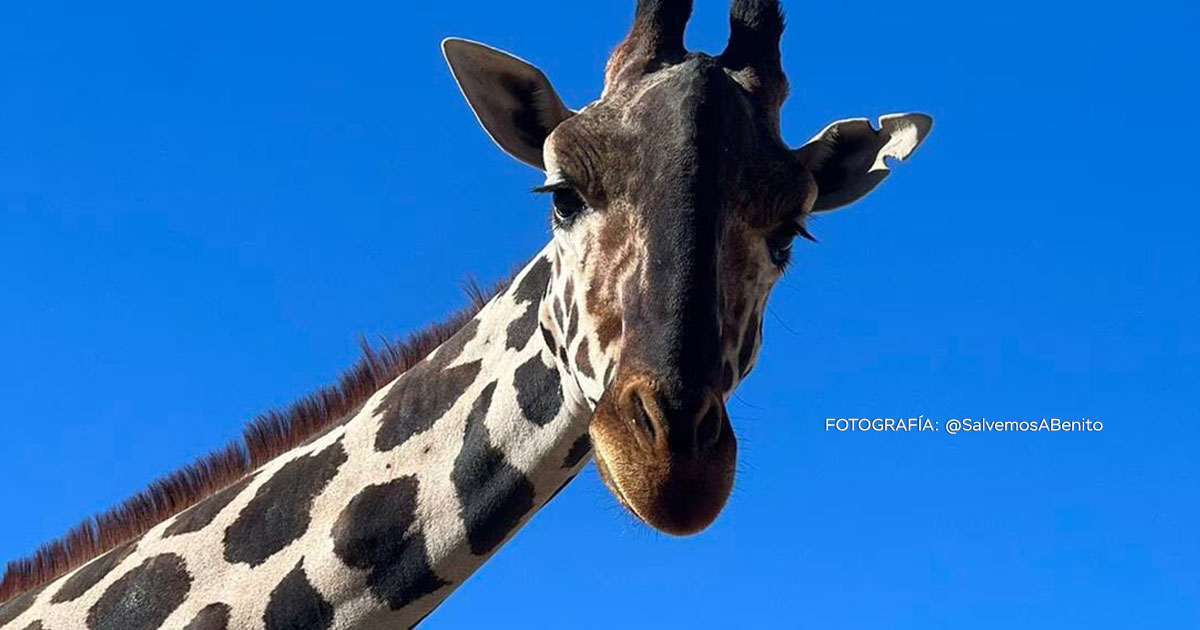 “Benito” la jirafa llega a tierras poblanas.